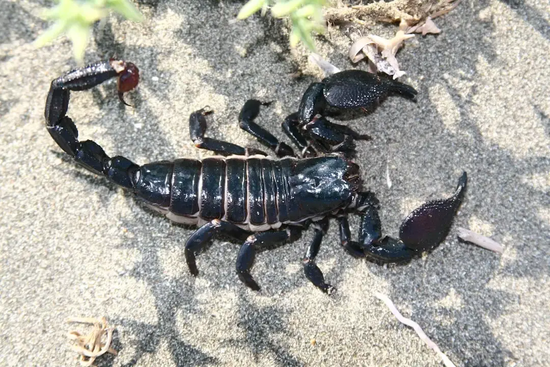 Scorpio's August 2026 Forecast: Undercurrents of Change