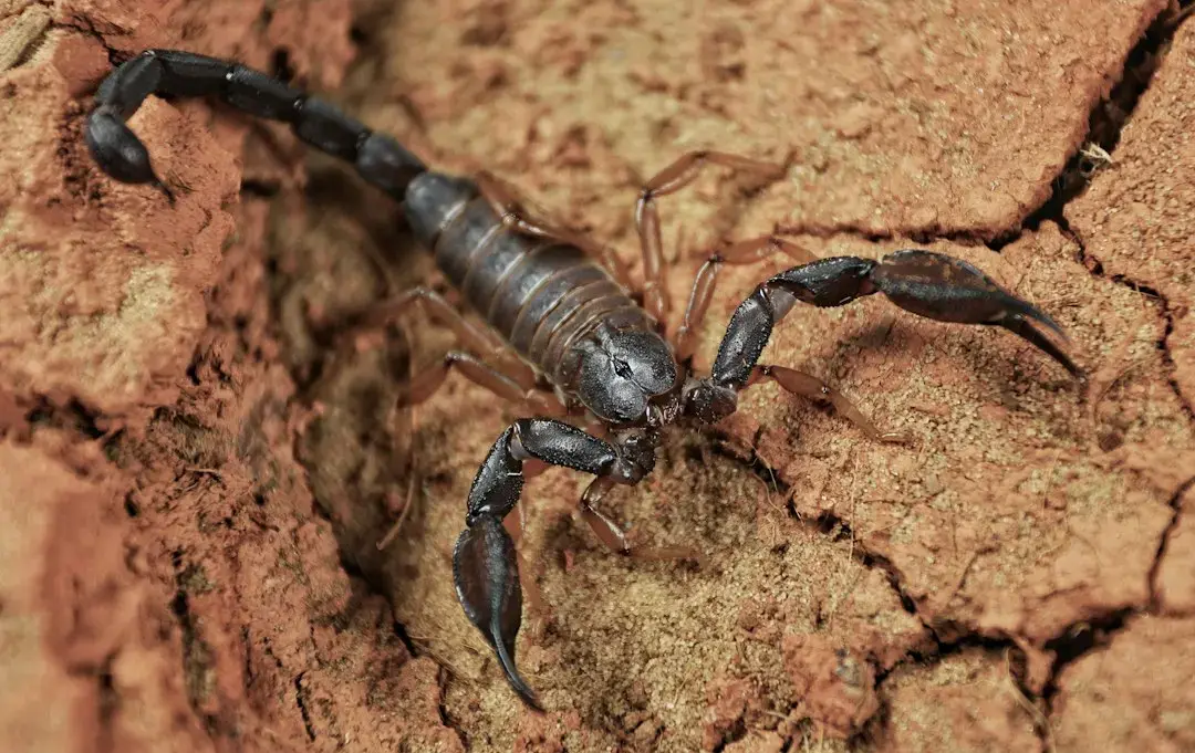 Scorpio Princess Faces Trial of Strength and Secrecy